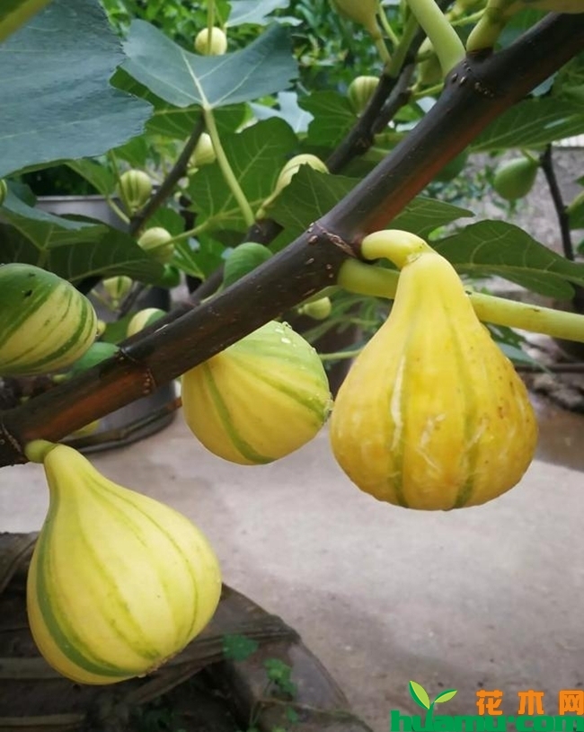 华丽无花果苗批发价格多少钱？