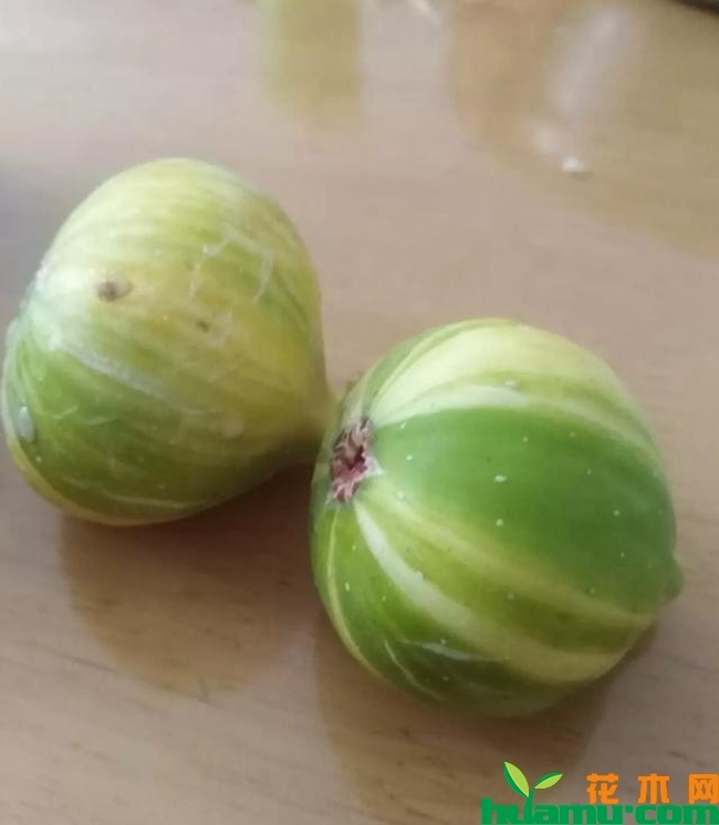 华丽无花果.jpeg