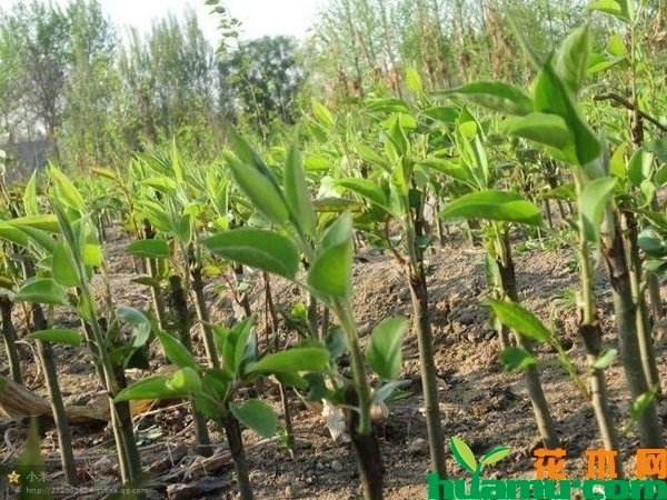 梨树苗多少钱一棵？梨树苗种植前景怎么样？