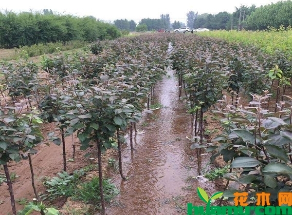 梨树苗