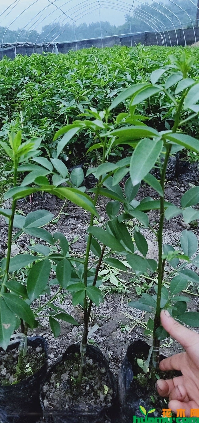 最新花椒树苗价格,2019年花椒树苗批发报价 最新花椒树苗价格,2019年花椒树苗批发报价