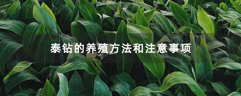 泰钻的养殖方法和注意事项
