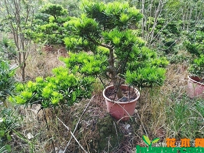 罗汉松树苗多少钱一棵?罗汉松树苗造型方法汇总