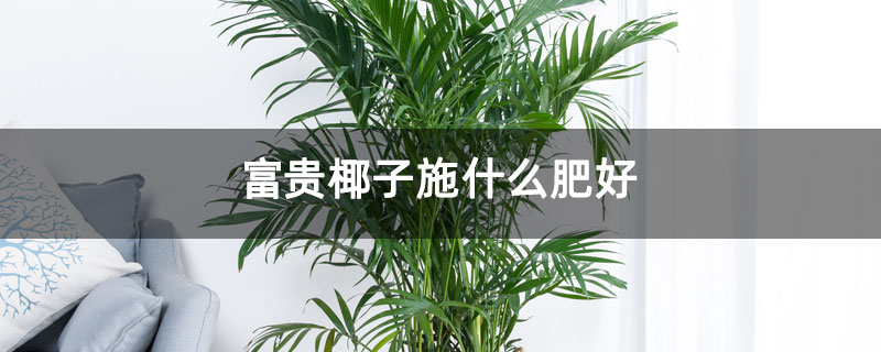 富贵椰子施什么肥好