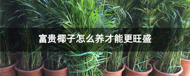 富贵椰子怎么养才能更旺盛