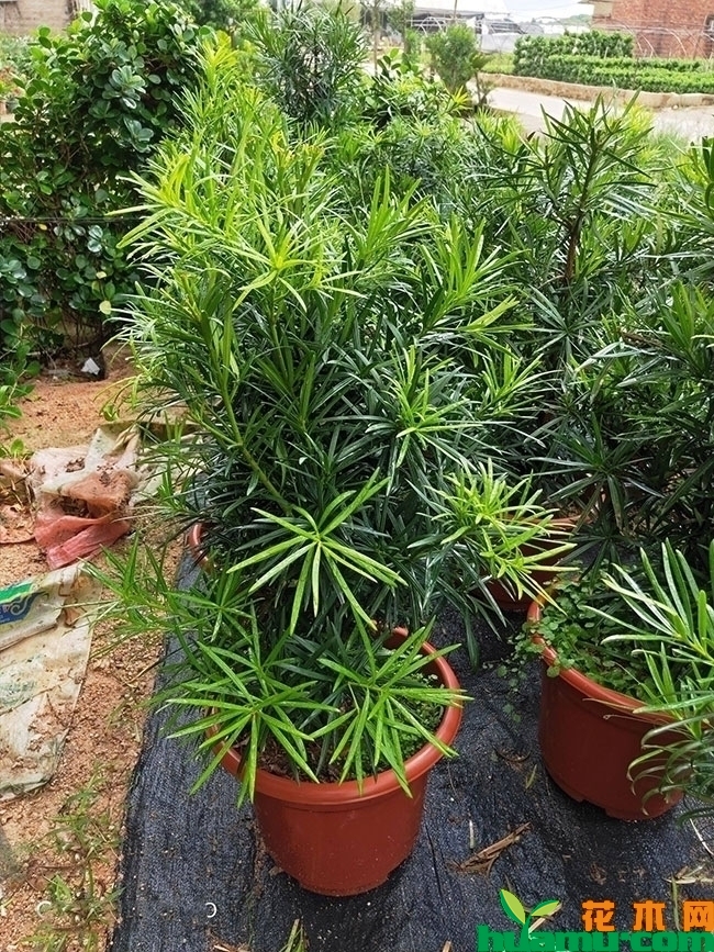 罗汉松