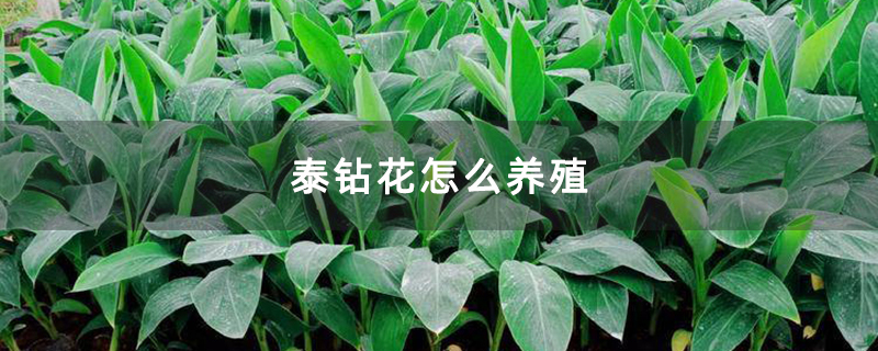 泰钻花怎么养殖