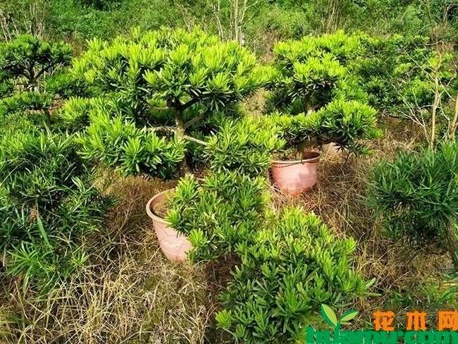 罗汉松