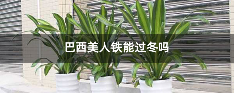 巴西美人铁能过冬吗 巴西美人铁能过冬吗