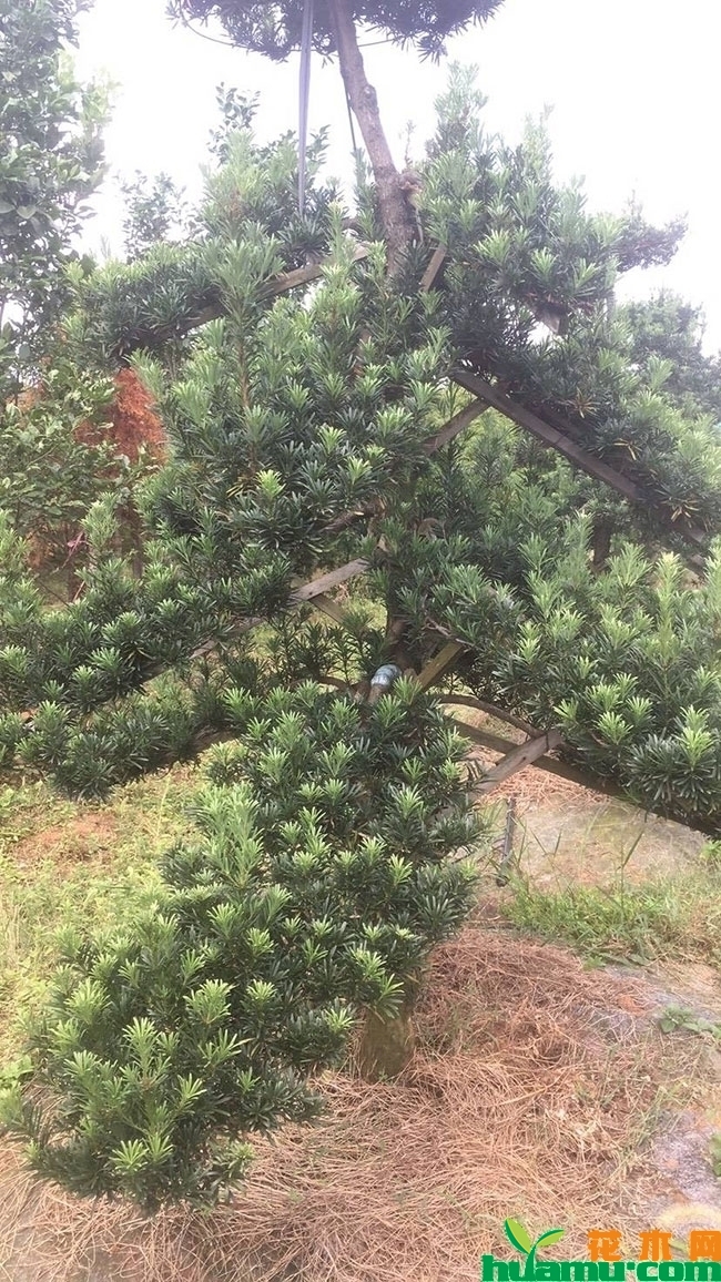 罗汉松