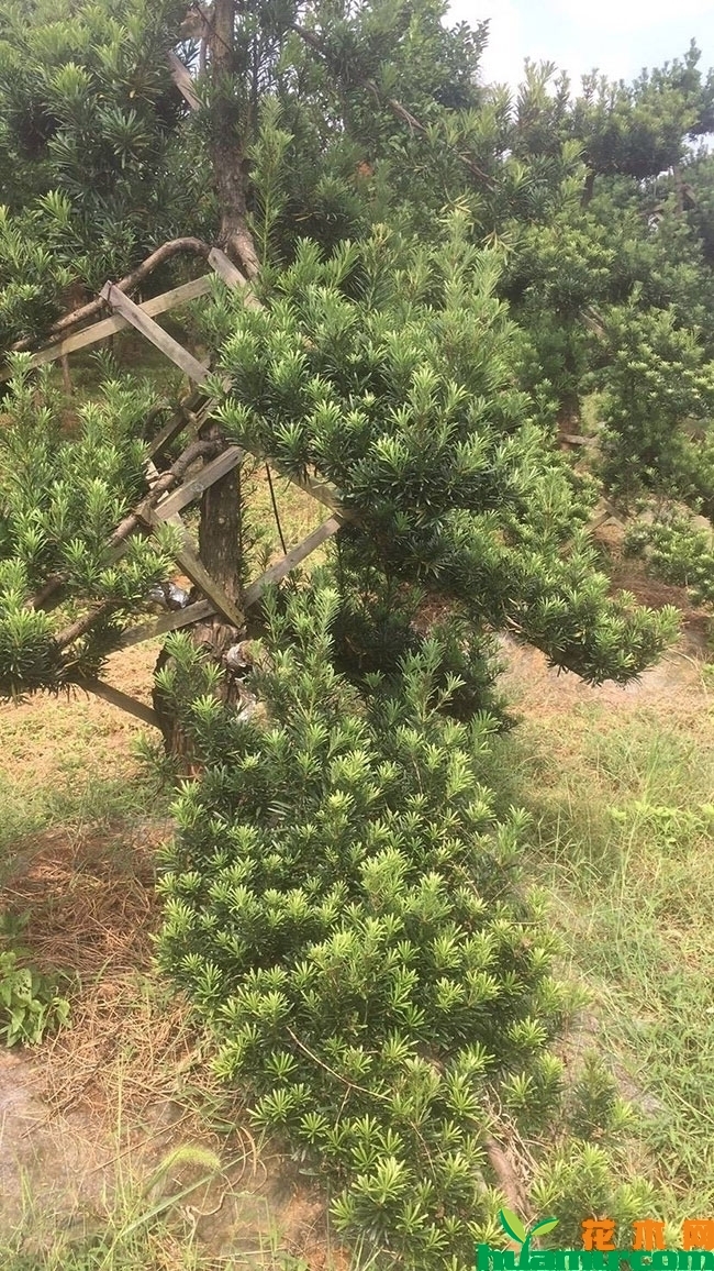 罗汉松