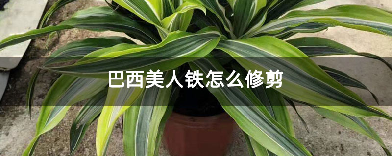 巴西美人铁怎么修剪