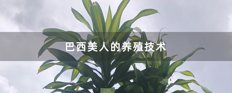 巴西美人的养殖技术