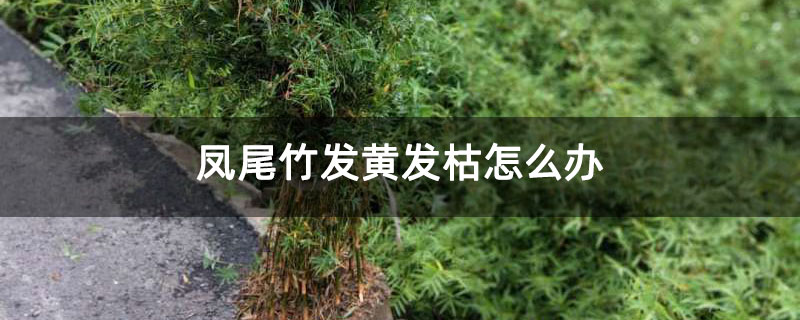 凤尾竹发黄发枯怎么办