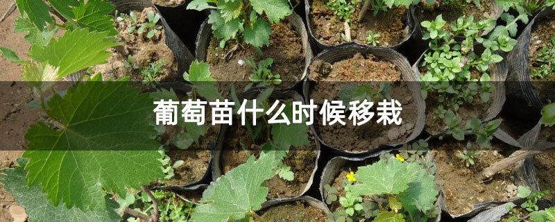 葡萄苗什么时候移栽 葡萄苗什么时候移栽