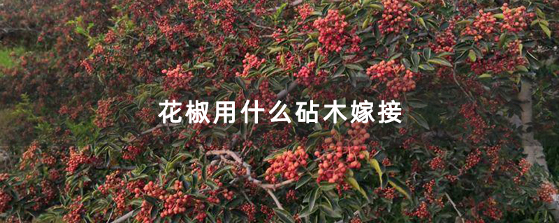花椒用什么砧木嫁接