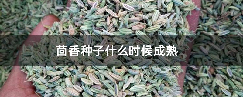 茴香种子什么时候成熟