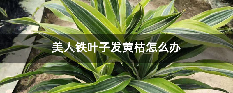美人铁叶子发黄枯怎么办 美人铁叶子发黄枯怎么办
