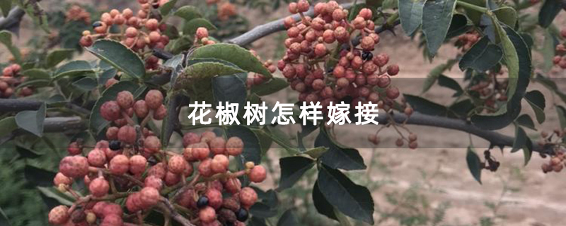 花椒树怎样嫁接