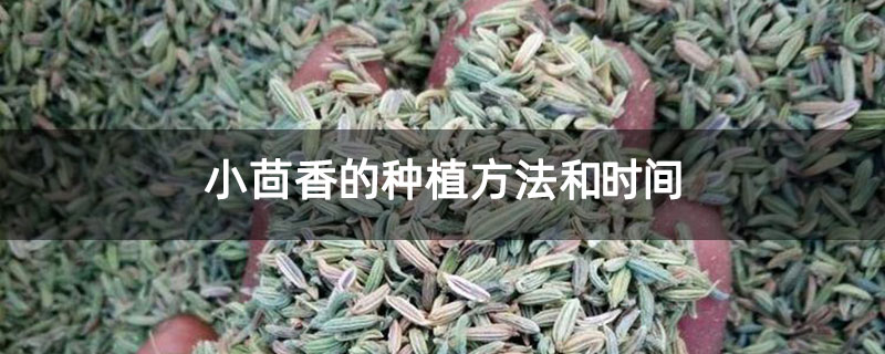 小茴香的种植方法和时间 小茴香的种植方法和时间