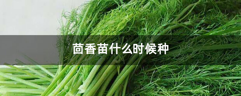 茴香苗什么时候种