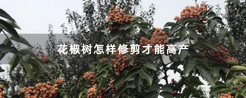 花椒树怎样修剪才能高产