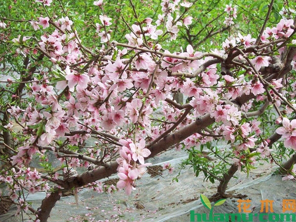  大棚水蜜桃