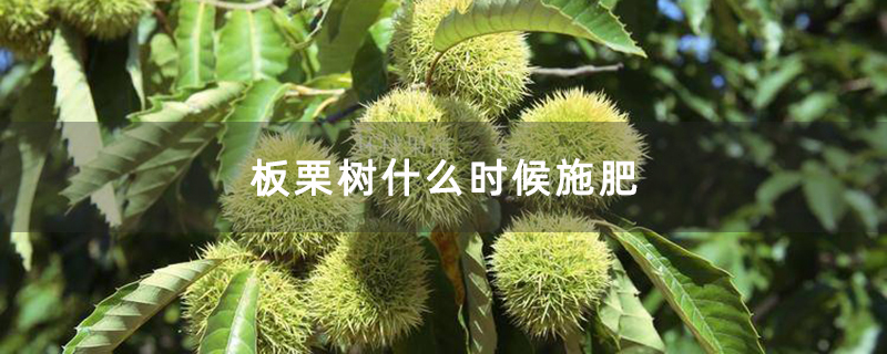 板栗树什么时候施肥