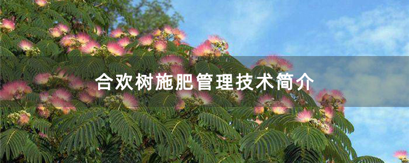 合欢树施肥管理技术简介