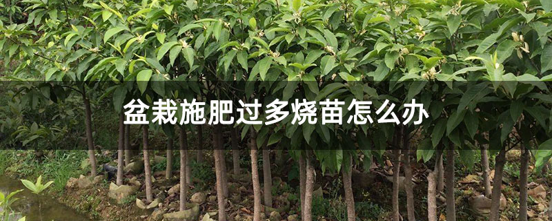 盆栽施肥过多烧苗怎么办