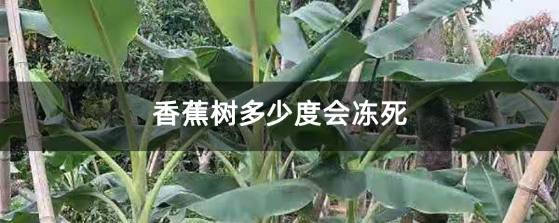 香蕉树多少度会冻死