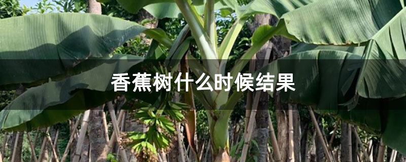 香蕉树什么时候结果