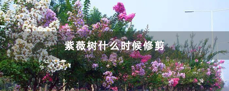 紫薇树什么时候修剪