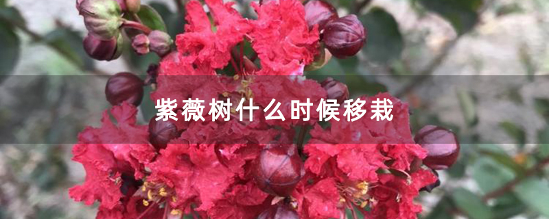 紫薇树什么时候移栽