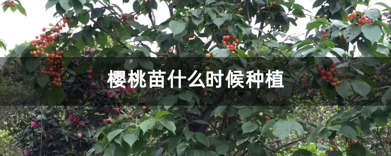 樱桃苗什么时候种植 樱桃苗什么时候种植