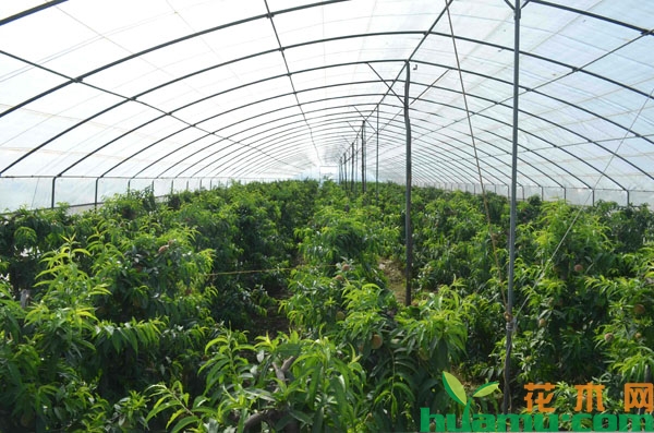  大棚水蜜桃