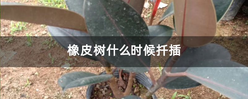 橡皮树什么时候扦插