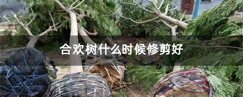 合欢树什么时候修剪好