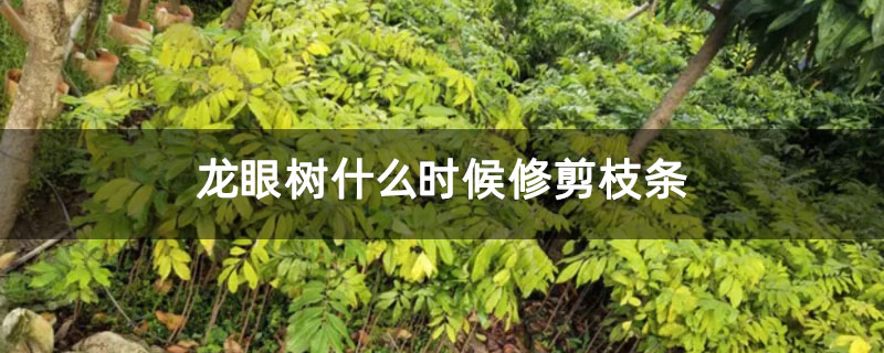 龙眼树什么时候修剪枝条