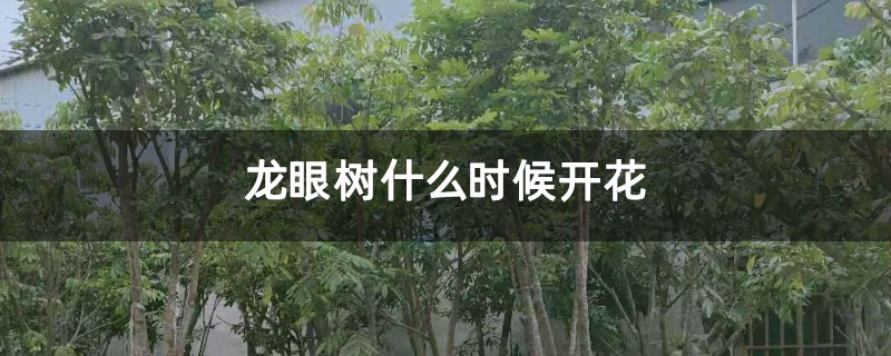 龙眼树什么时候开花 龙眼树什么时候开花
