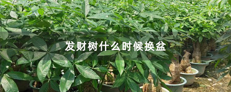 发财树什么时候换盆
