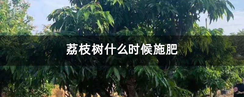 荔枝树什么时候施肥