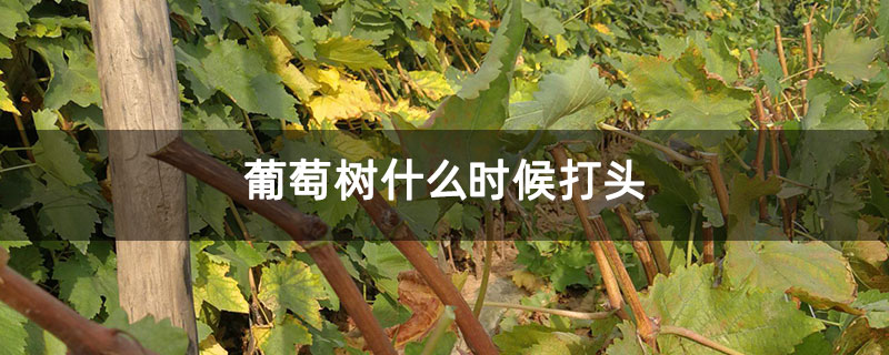 葡萄树什么时候打头 葡萄树什么时候打头