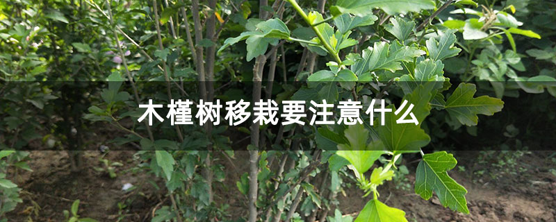 木槿树移栽要注意什么
