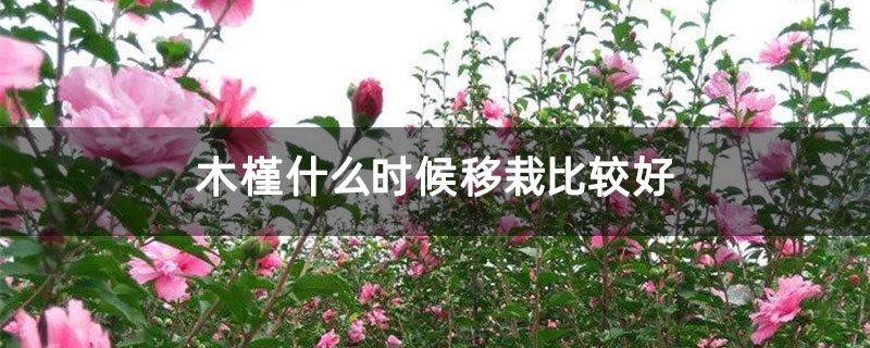 木槿什么时候移栽比较好