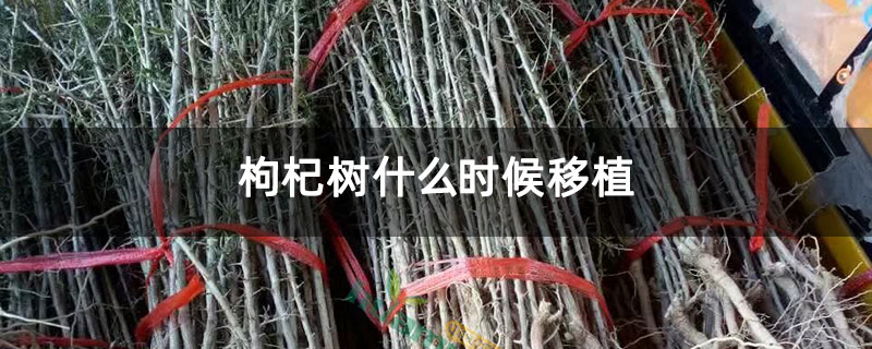 枸杞树什么时候移植