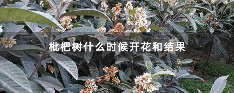 枇杷树什么时候开花和结果