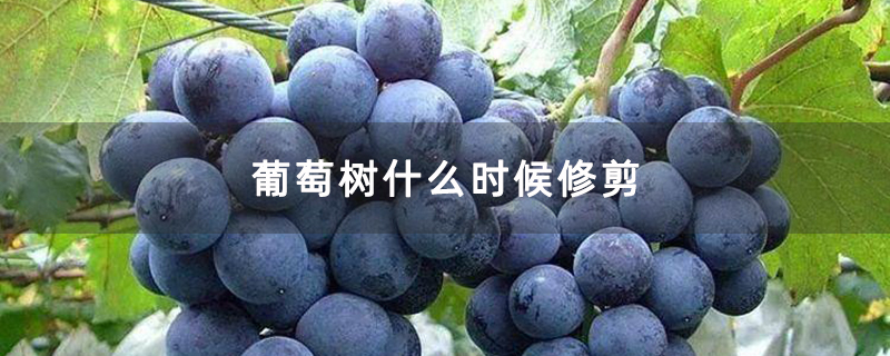 葡萄树什么时候修剪