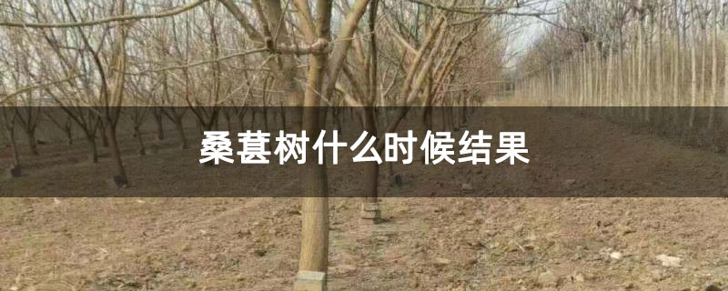 桑葚树什么时候结果 桑葚树什么时候结果