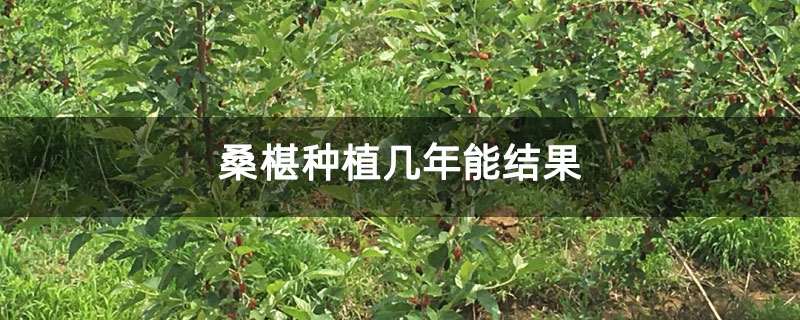 桑椹种植几年能结果 桑椹种植几年能结果
